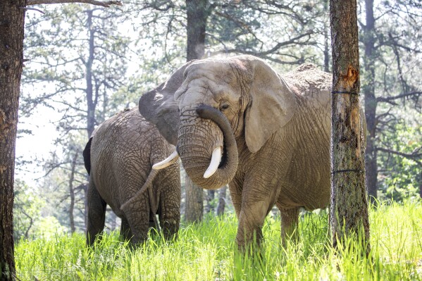 You are currently viewing Should elephants have the same rights as people? A Colorado court may decide