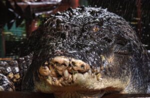 Read more about the article Australia bids farewell as world’s largest captive croc, Cassius, dies at 110