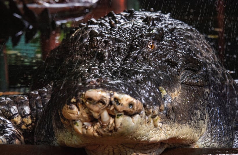 You are currently viewing Australia bids farewell as world’s largest captive croc, Cassius, dies at 110