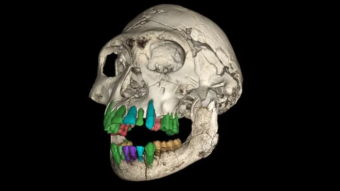 You are currently viewing These Fossil Teeth From an 11-Year-Old Reveal Clues to Why Humans Developed an Unusually Long Childhood