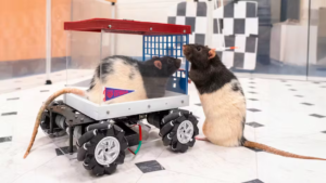 Read more about the article I’m a neuroscientist who taught rats to drive − their joy suggests how anticipating fun can enrich human life