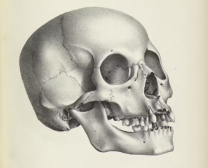 Read more about the article Hundreds of 19th-century skulls collected in the name of medical science tell a story of who mattered and who didn’t