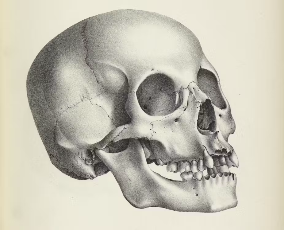 You are currently viewing Hundreds of 19th-century skulls collected in the name of medical science tell a story of who mattered and who didn’t