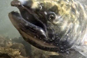 Read more about the article Salmon return to lay eggs in historic habitat after largest dam removal project in US history