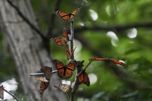 Read more about the article Monarch butterflies to be listed as a threatened species in US