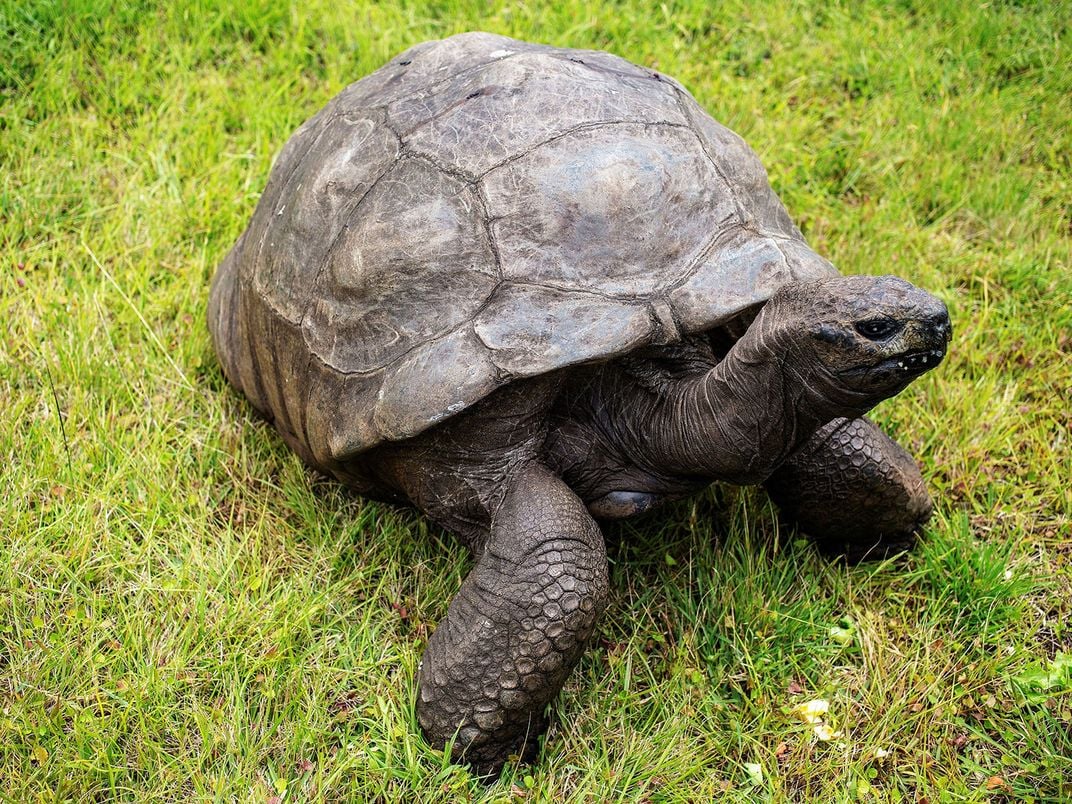 You are currently viewing From Giant Tortoises to Immortal Jellyfish, These Impressive Animals Are Eight of the Longest-Living Species on Earth