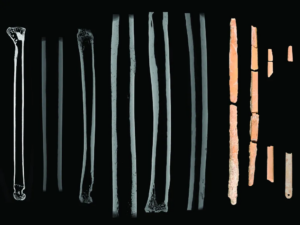 Read more about the article These Delicate Needles Made From Animal Bones May Have Helped Prehistoric Humans Sew Warm Winter Clothing