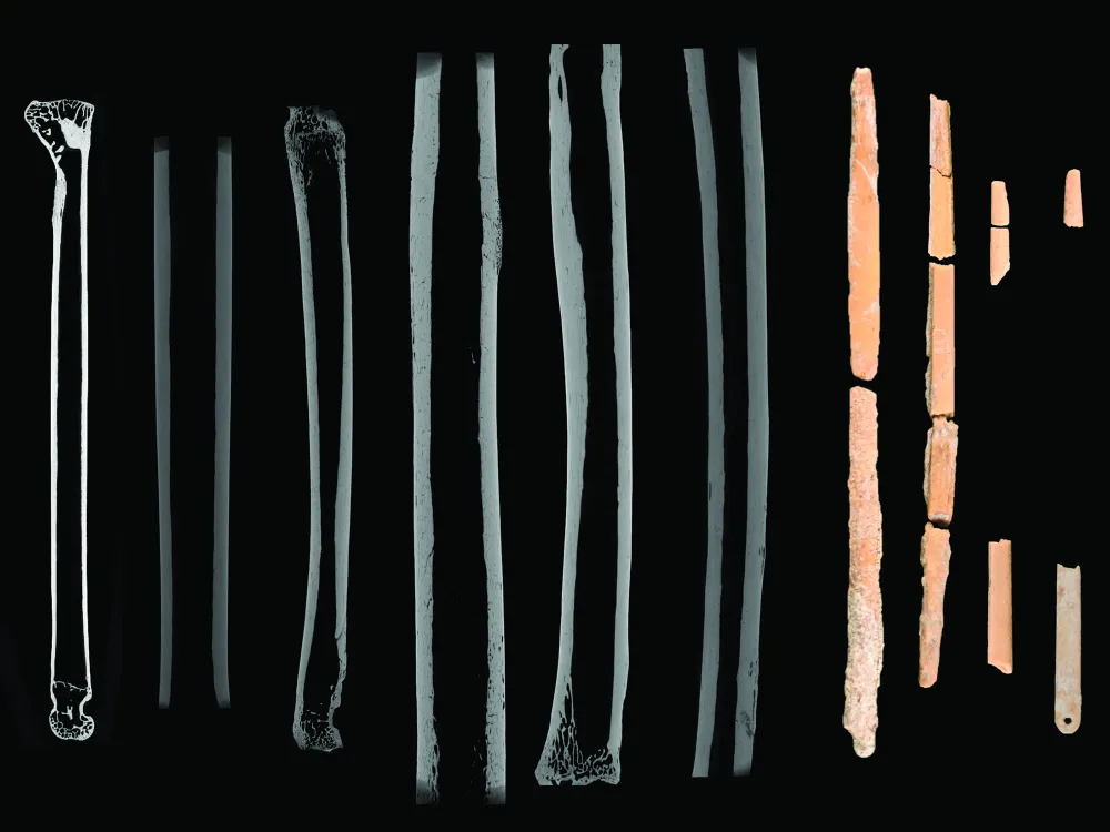 You are currently viewing These Delicate Needles Made From Animal Bones May Have Helped Prehistoric Humans Sew Warm Winter Clothing