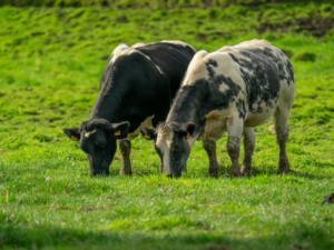 Read more about the article Eating Seaweed Could Make Cows Less Gassy, Slashing Methane Emissions From Grazing by Nearly 40 Percent