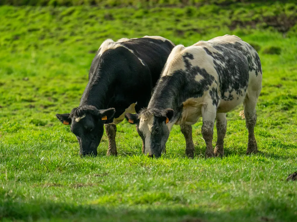 You are currently viewing Eating Seaweed Could Make Cows Less Gassy, Slashing Methane Emissions From Grazing by Nearly 40 Percent