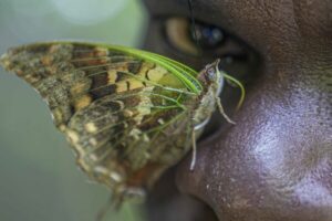 Read more about the article A butterfly collector in Africa with more than 4.2 million seeks to share them for the future