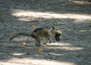 Read more about the article Squirrels Are Displaying ‘Widespread Carnivorous Behavior’ for the First Time in a California Park, New Study Finds