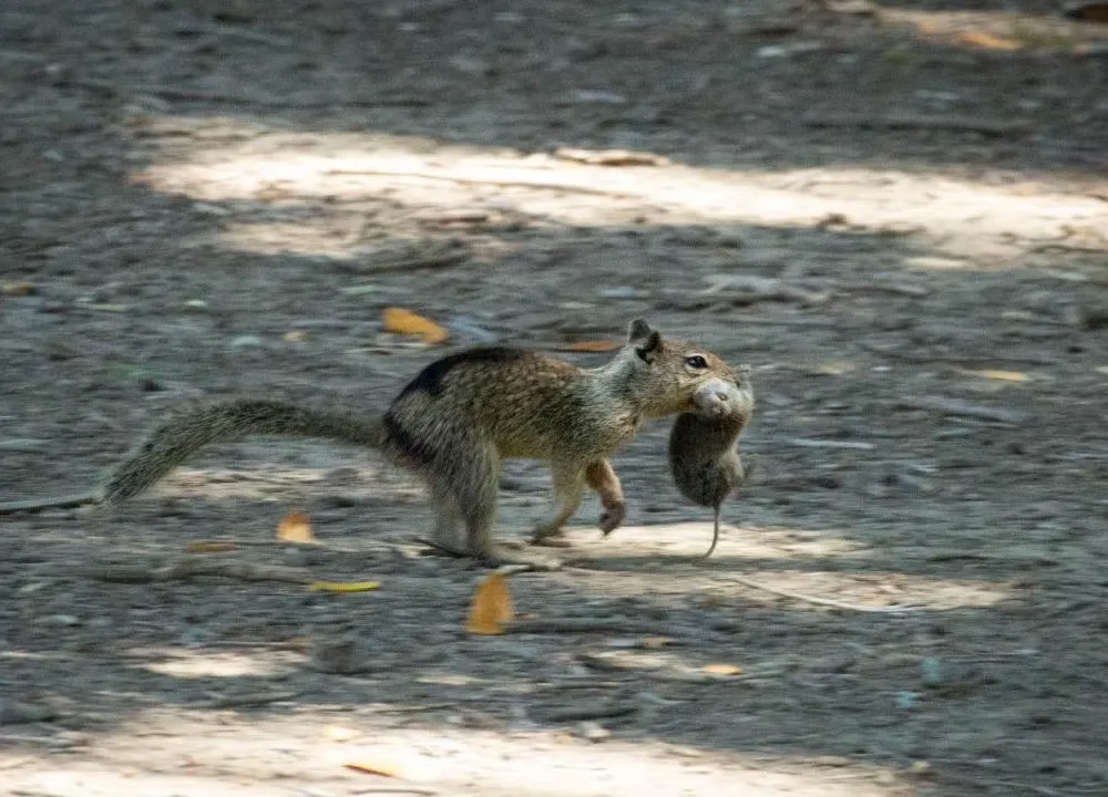 You are currently viewing Squirrels Are Displaying ‘Widespread Carnivorous Behavior’ for the First Time in a California Park, New Study Finds