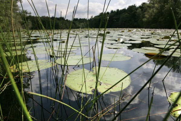 You are currently viewing New research shows a quarter of freshwater animals are threatened with extinction