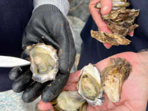 Read more about the article Oyster ‘Blood’ May Be the Secret Weapon in Our Fight Against Antibiotic-Resistant Superbugs, Study Finds