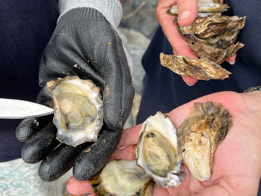 You are currently viewing Oyster ‘Blood’ May Be the Secret Weapon in Our Fight Against Antibiotic-Resistant Superbugs, Study Finds