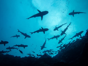 Read more about the article A New Marine Protected Area in the Marshall Islands Is Brimming With Life, Like a ‘Time Machine’ to Oceans Long Ago