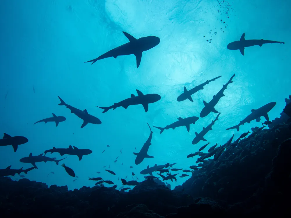 You are currently viewing A New Marine Protected Area in the Marshall Islands Is Brimming With Life, Like a ‘Time Machine’ to Oceans Long Ago