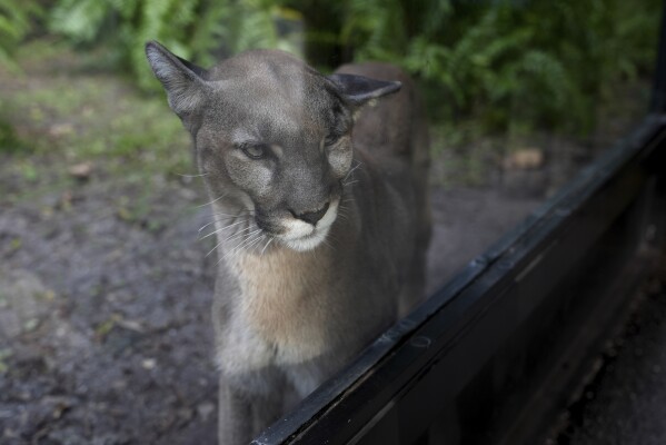 You are currently viewing Many animals and plants are losing their genetic diversity, making them more vulnerable