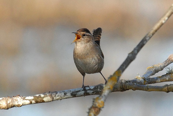 You are currently viewing The Irish Used to Celebrate the Day After Christmas by Killing Wrens