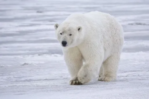 Read more about the article How Do Polar Bears Keep Ice Off Their Fur? New Study Reveals the Secret—and It Could Improve Technology