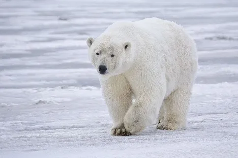 You are currently viewing How Do Polar Bears Keep Ice Off Their Fur? New Study Reveals the Secret—and It Could Improve Technology