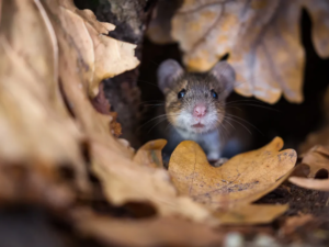 Read more about the article How Can the Brain Overcome Fear? New Study of Mice Offers Clues to PTSD and Anxiety Treatment