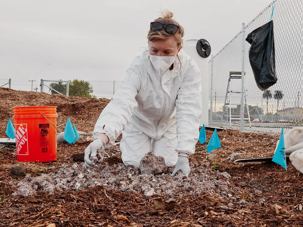 You are currently viewing Can Scientists Harness the Magic of Mushrooms to Clean Up Polluted Landscapes?