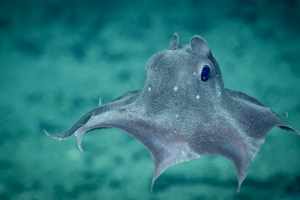 Read more about the article Humans Have Seen Only 0.001 Percent of the World’s Deep Seas, Leaving Most of the Planet a Vast Mystery