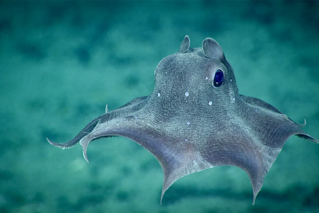 You are currently viewing Humans Have Seen Only 0.001 Percent of the World’s Deep Seas, Leaving Most of the Planet a Vast Mystery