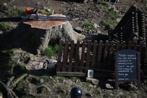 Read more about the article Two Men Convicted of Chopping Down England’s Beloved Sycamore Gap Tree in an Act of ‘Mindless Thuggery’