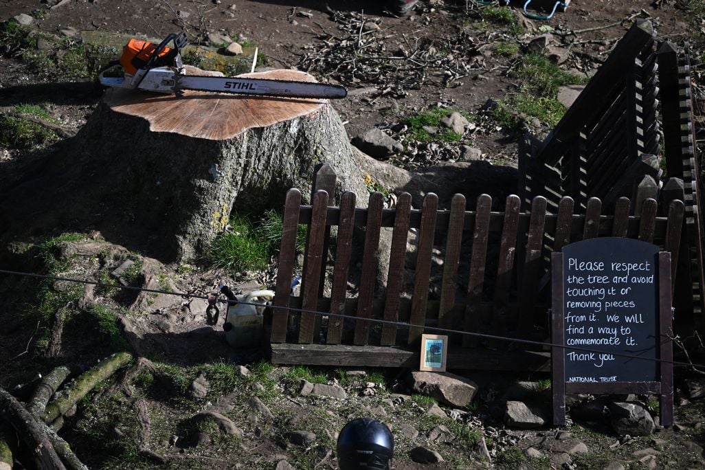 You are currently viewing Two Men Convicted of Chopping Down England’s Beloved Sycamore Gap Tree in an Act of ‘Mindless Thuggery’