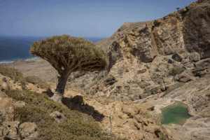 Read more about the article These surreal trees survived for centuries. Scientists worry for their future