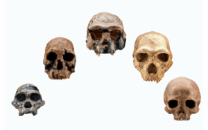 Read more about the article An Evolutionary Timeline of Homo Sapiens