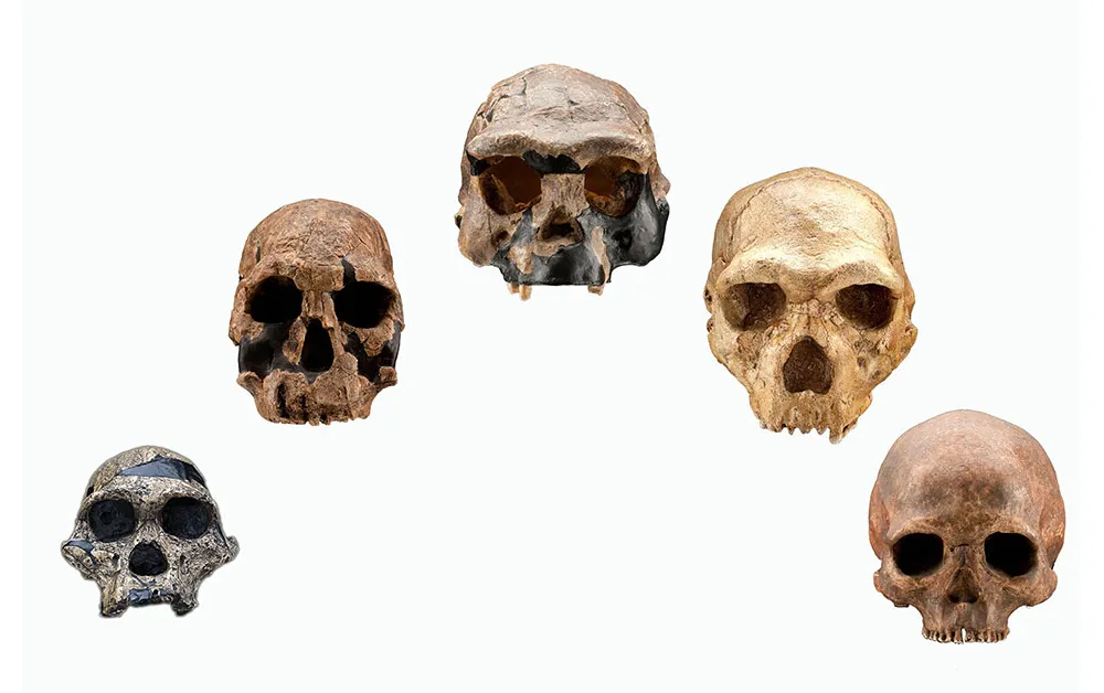 You are currently viewing An Evolutionary Timeline of Homo Sapiens