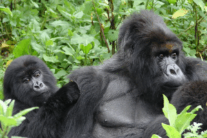 Read more about the article For Mountain Gorillas, Being Social Comes With Both Benefits and Drawbacks, Study Suggests