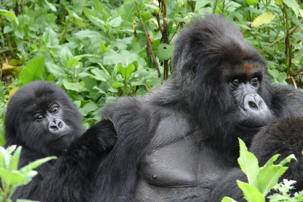 You are currently viewing For Mountain Gorillas, Being Social Comes With Both Benefits and Drawbacks, Study Suggests