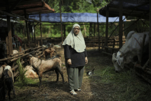Read more about the article AP PHOTOS: An Indonesian woman thrives in male-dominated cattle trading ahead of Eid al-Adha