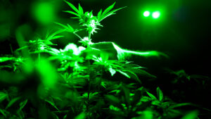 Read more about the article Cannabis Legalization Associated With Increase in Opioid Use Disorder