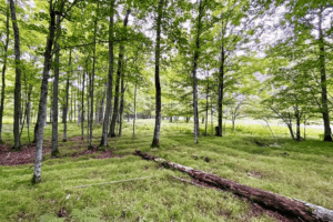 Read more about the article Massive Fields Where Native American Farmers Grew Corn, Beans and Squash 1,000 Years Ago Discovered in Michigan