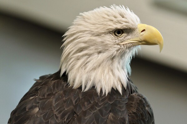 You are currently viewing Bald eagle’s new status as the official US bird brings pride and hope to many Native Americans