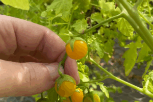 Read more about the article Something Strange Is Happening to Tomatoes Growing on the Galápagos Islands