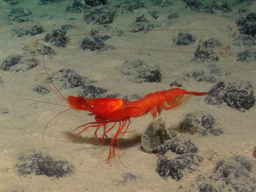 You are currently viewing As Interest in Deep-Sea Mining Grows, Scientists Raise Alarms About the Possible Ecological Consequences