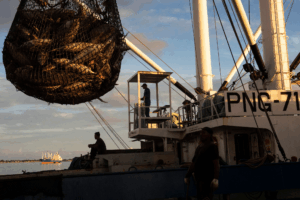 Read more about the article Warming oceans drive tuna from Pacific islands