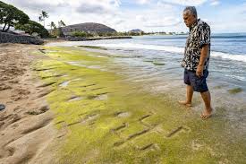Read more about the article Ancient Hawaiian petroglyphs on a beach are visible again with changing tides and shifting sands