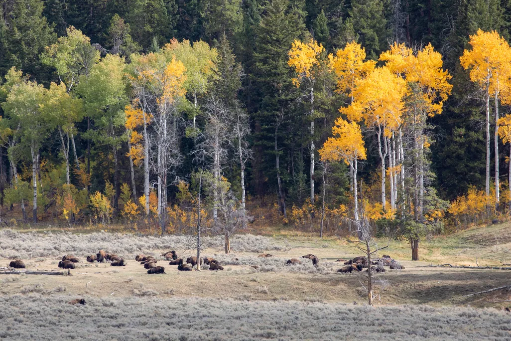 You are currently viewing Reintroduced Wolves Are Helping Baby Aspen Trees Flourish in Northern Yellowstone for the First Time in 80 Years, Study Suggests