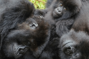 Read more about the article Female Gorillas Form Ties That Bind, Helping Them Join New Social Groups