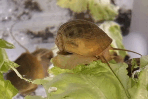 Read more about the article This Snail Can Regrow Its Eyes—and Understanding How May One Day Help Humans With Injuries