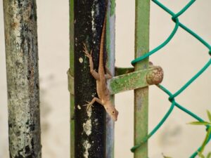 Read more about the article Five Astounding Ways Humans Are Driving Animal Evolution, Including Causing Lizards to Grow Longer Legs and Leading Moth Populations to Become Darker