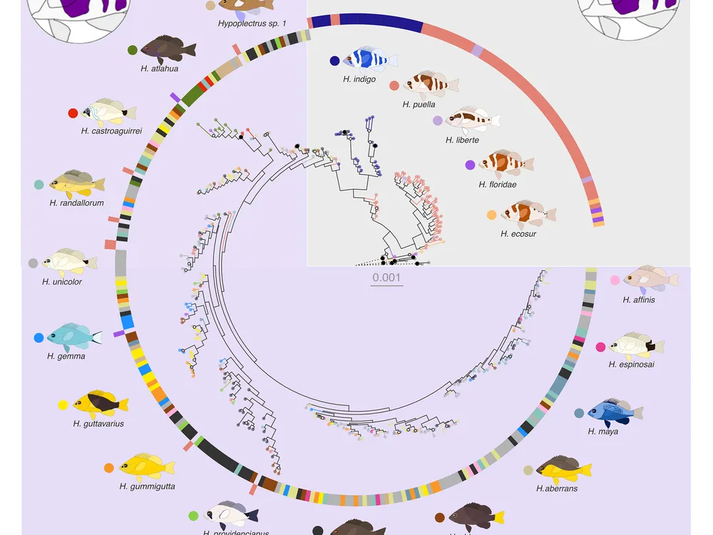 You are currently viewing A Comparison of Colorful Hamlets From the Caribbean Challenges Ideas About How Species Arise